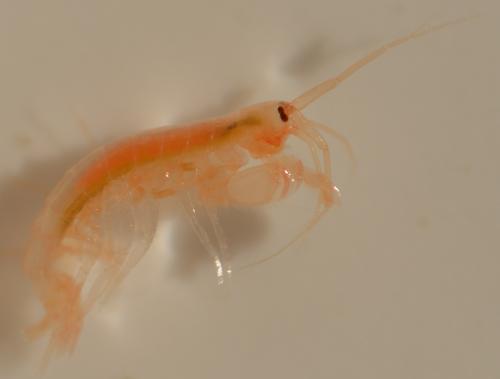 Maera grossimana